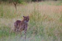 Kruger NP - Cheetah